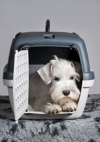 dog in IATA-approved kennel about to fly