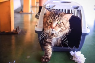 Cat coming out of an IATA-approved kennel after a flight