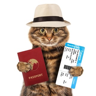 Flying with a cat with the right documentation