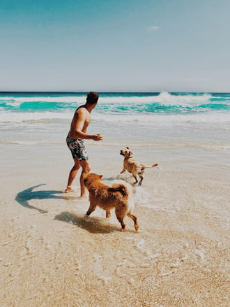 man playing ball with dogs at the beach