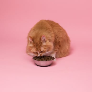 orange cat eating