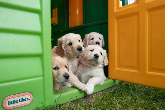 puppies in a play house