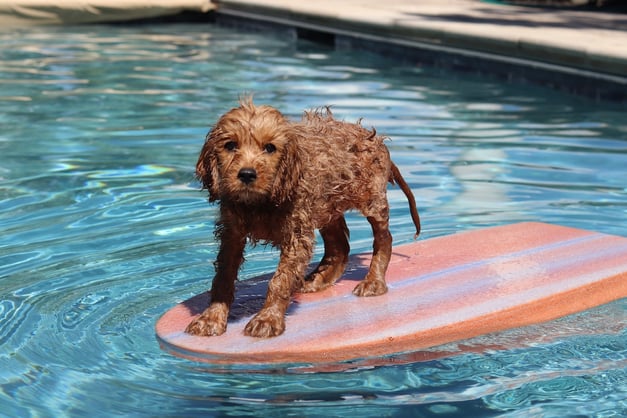 puppy in swimming pool