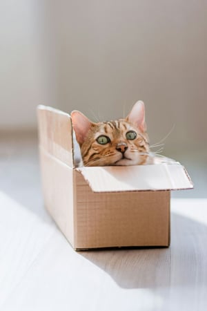 tabby cat in a box