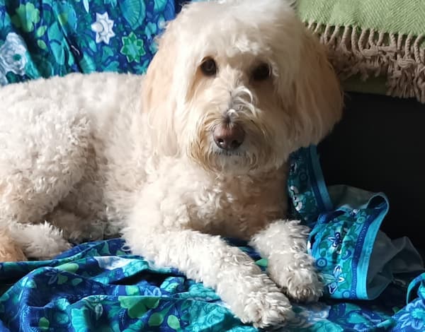 Pippa moves to Cambridge, England