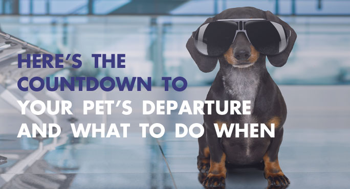 Here's the Countdown to Your Pet's Departure and What to Do When