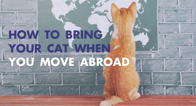 Transporting cheap cats overseas