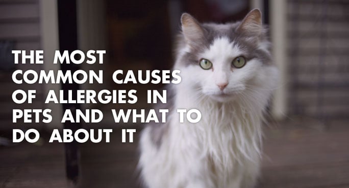 The Most Common Causes of Allergies in Pets and What To Do About It