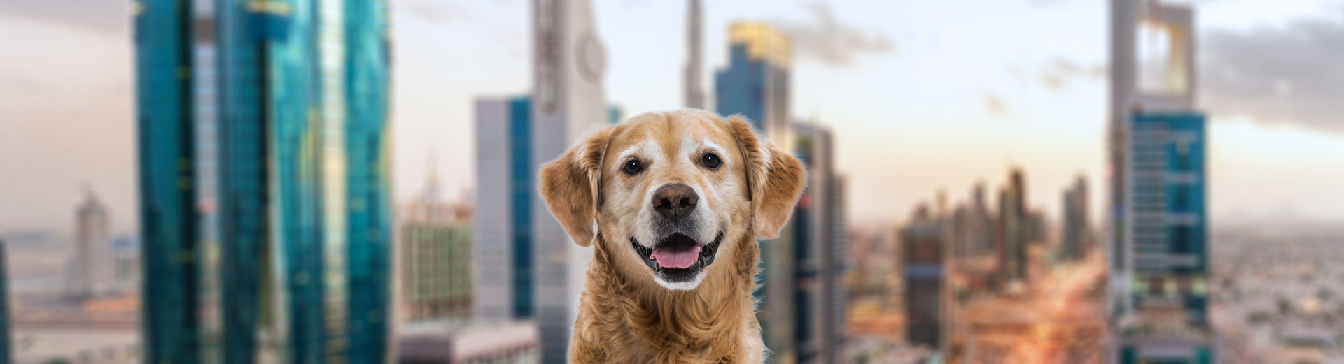 Abu Dhabi, United Arab Emirates Pet Transportation | Starwood Pet Travel