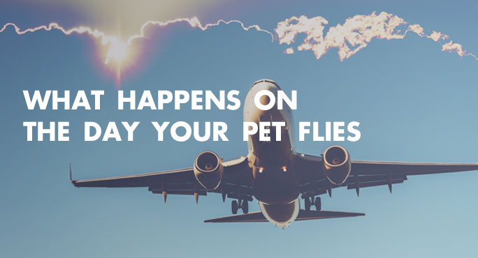 What-Happens-On-the-Day-Your-Pet-Flies-Blog.jpg