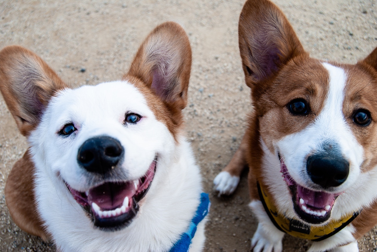 How to Choose the Best Dog Carrier for Your Canine Friend